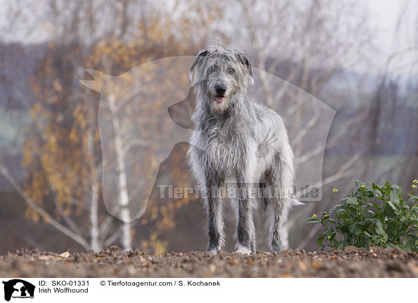 Irischer Wolfshund / Irish Wolfhound / SKO-01331