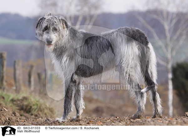 Irischer Wolfshund / Irish Wolfhound / SKO-01333