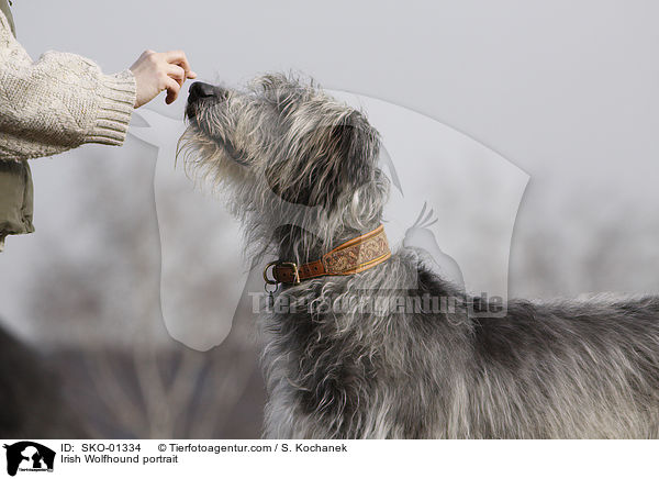 Irischer Wolfshund Portrait / Irish Wolfhound portrait / SKO-01334