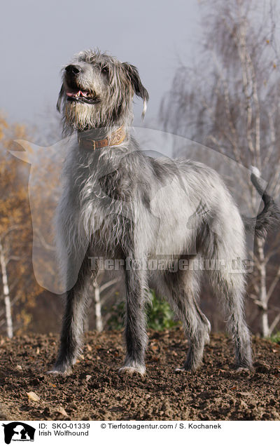 Irischer Wolfshund / Irish Wolfhound / SKO-01339