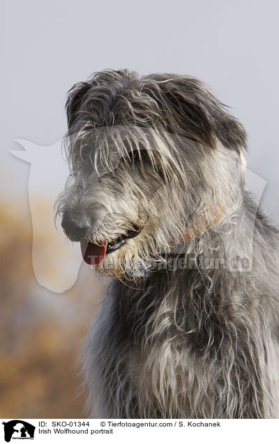 Irischer Wolfshund Portrait / Irish Wolfhound portrait / SKO-01344