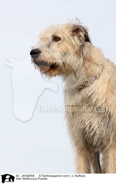 Irischer Wolfshund Portrait / Irish Wolfhound Portrait / JH-08858