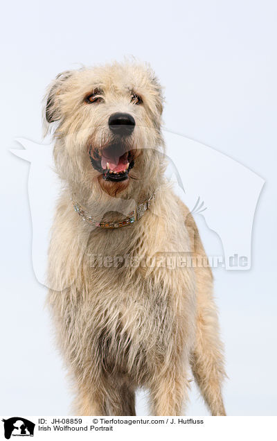 Irischer Wolfshund Portrait / Irish Wolfhound Portrait / JH-08859