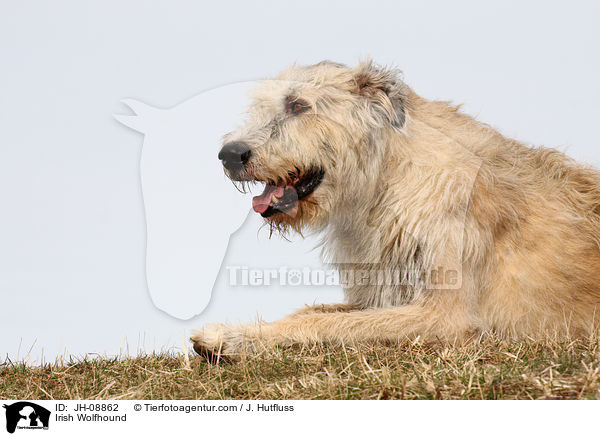 Irischer Wolfshund / Irish Wolfhound / JH-08862