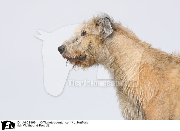 Irischer Wolfshund Portrait / Irish Wolfhound Portrait / JH-08869