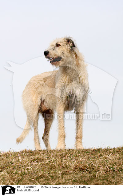 Irischer Wolfshund / Irish Wolfhound / JH-08873