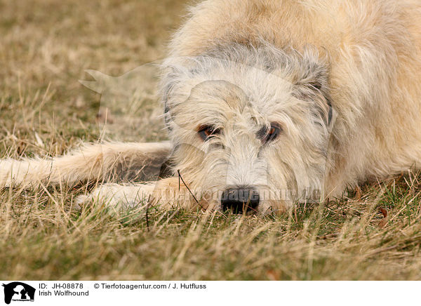 Irischer Wolfshund / Irish Wolfhound / JH-08878