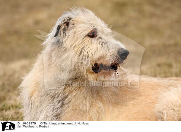 Irischer Wolfshund Portrait / Irish Wolfhound Portrait / JH-08879