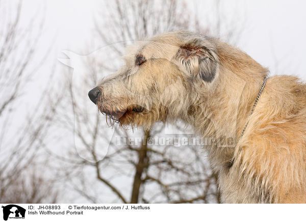 Irischer Wolfshund Portrait / Irish Wolfhound Portrait / JH-08893