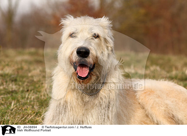 Irischer Wolfshund Portrait / Irish Wolfhound Portrait / JH-08894