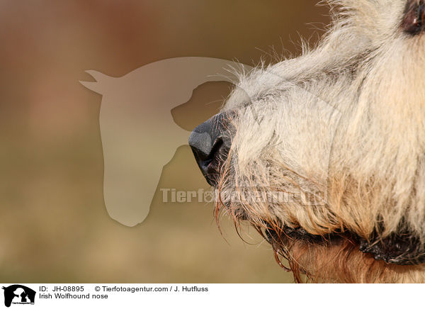 Irish Wolfhound nose / JH-08895