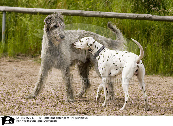 Irischer Wolfshund und Dalmatiner / Irish Wolfhound and Dalmatian / NS-02247