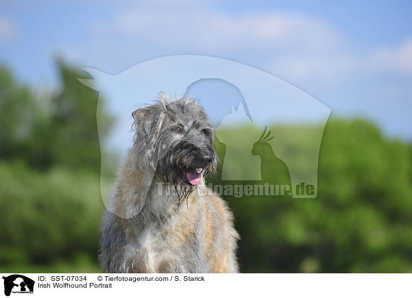 Irischer Wolfshund Portrait / Irish Wolfhound Portrait / SST-07034