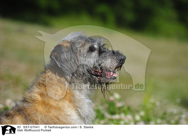 Irischer Wolfshund Portrait / Irish Wolfhound Portrait / SST-07041