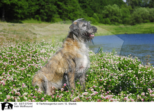 Irischer Wolfshund / Irish Wolfhound / SST-07044