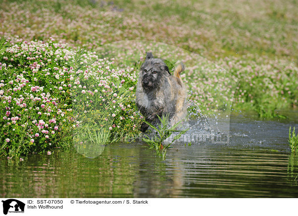 Irischer Wolfshund / Irish Wolfhound / SST-07050