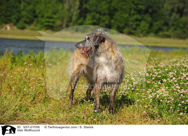 Irischer Wolfshund / Irish Wolfhound / SST-07056