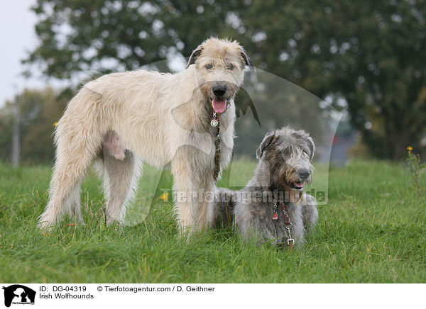 Irische Wolfshunde / Irish Wolfhounds / DG-04319