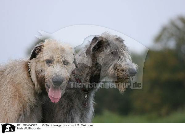 Irische Wolfshunde / Irish Wolfhounds / DG-04321