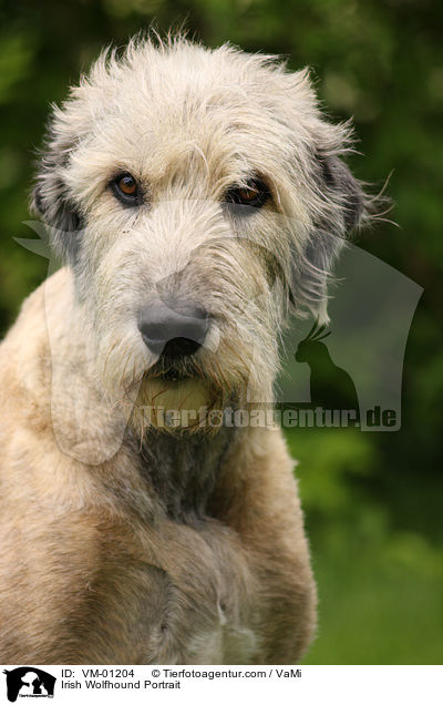 Irischer Wolfshund Portrait / Irish Wolfhound Portrait / VM-01204