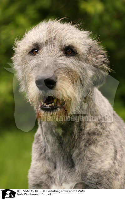 Irischer Wolfshund Portrait / Irish Wolfhound Portrait / VM-01210