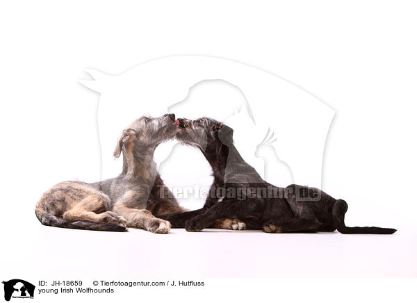 junge Irische Wolfshunde / young Irish Wolfhounds / JH-18659