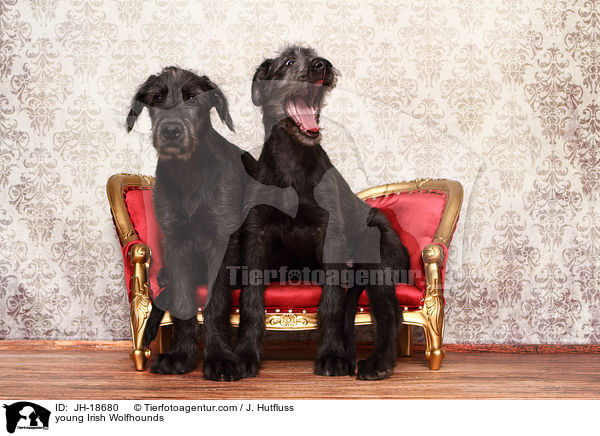 junge Irische Wolfshunde / young Irish Wolfhounds / JH-18680