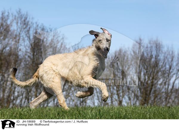 rennender Irischer Wolfshund / running Irish Wolfhound / JH-18689