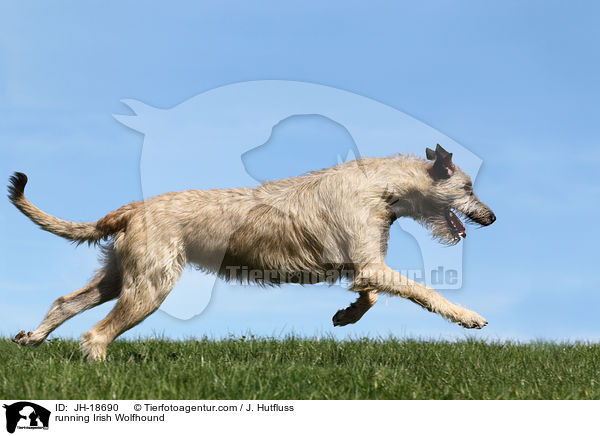 rennender Irischer Wolfshund / running Irish Wolfhound / JH-18690