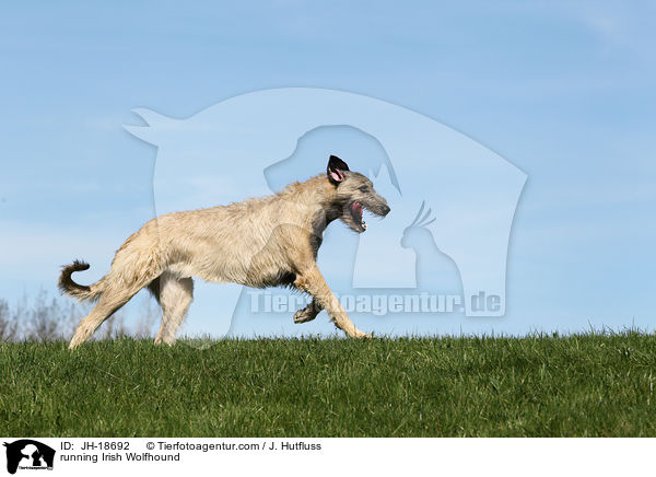 rennender Irischer Wolfshund / running Irish Wolfhound / JH-18692