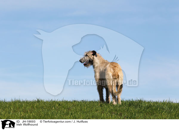 Irischer Wolfshund / Irish Wolfhound / JH-18693