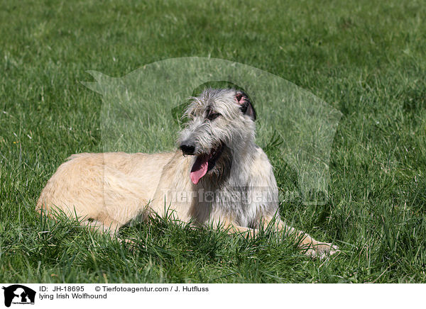 liegender Irischer Wolfshund / lying Irish Wolfhound / JH-18695