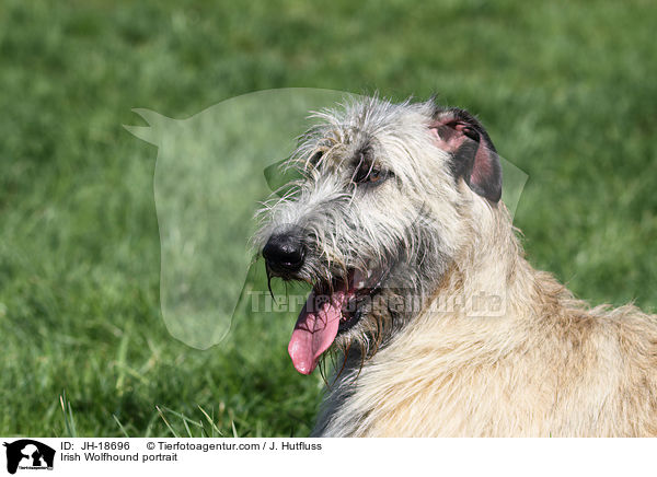 Irischer Wolfshund Portrait / Irish Wolfhound portrait / JH-18696