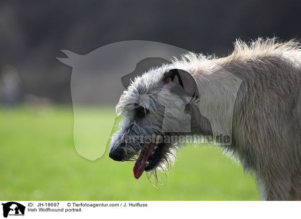 Irischer Wolfshund Portrait / Irish Wolfhound portrait / JH-18697