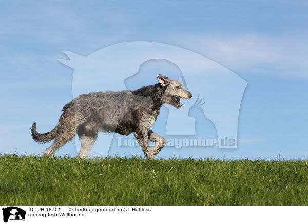 rennender Irischer Wolfshund / running Irish Wolfhound / JH-18701