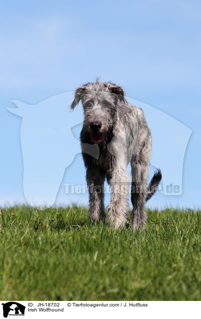 Irischer Wolfshund / Irish Wolfhound / JH-18702