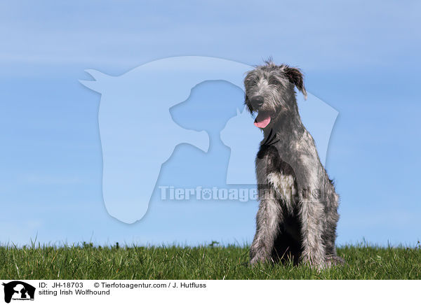 sitzender Irischer Wolfshund / sitting Irish Wolfhound / JH-18703