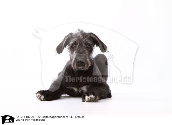 junger Irischer Wolfshund / young Irish Wolfhound / JH-18720