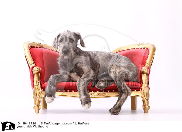 junger Irischer Wolfshund / young Irish Wolfhound / JH-18726