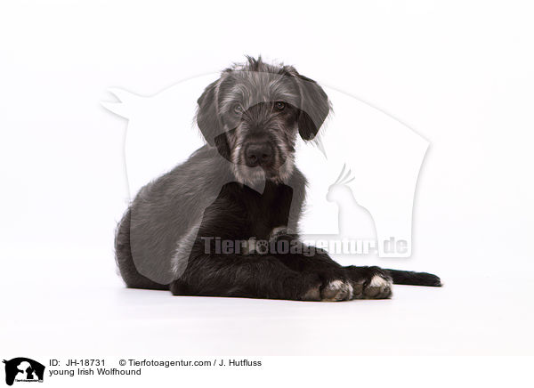 junger Irischer Wolfshund / young Irish Wolfhound / JH-18731