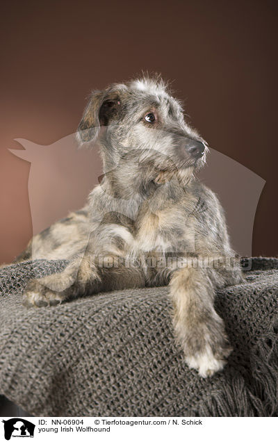 junger Irischer Wolfshund / young Irish Wolfhound / NN-06904