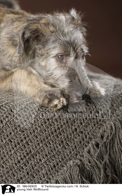 junger Irischer Wolfshund / young Irish Wolfhound / NN-06905