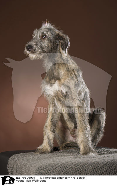 junger Irischer Wolfshund / young Irish Wolfhound / NN-06907