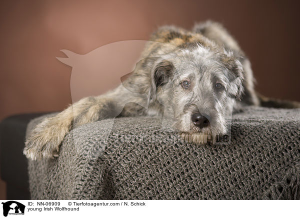 young Irish Wolfhound / NN-06909