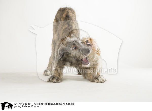 junger Irischer Wolfshund / young Irish Wolfhound / NN-06919