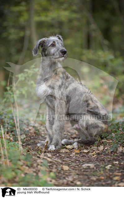 junger Irischer Wolfshund / young Irish Wolfhound / NN-06930