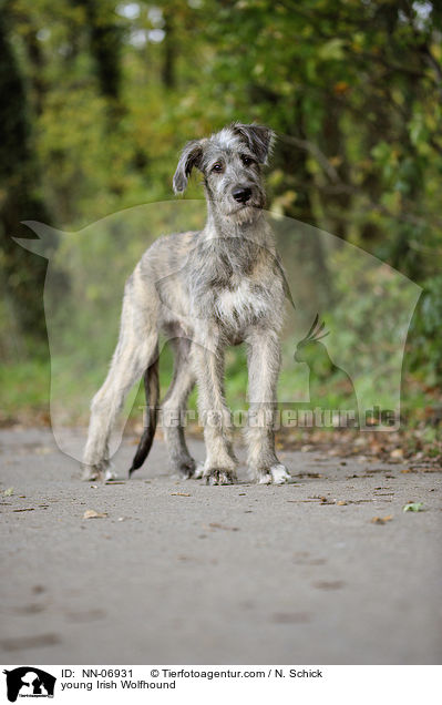 junger Irischer Wolfshund / young Irish Wolfhound / NN-06931