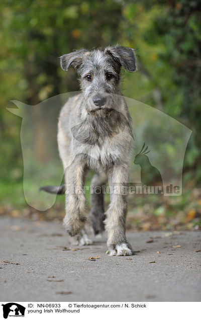 junger Irischer Wolfshund / young Irish Wolfhound / NN-06933