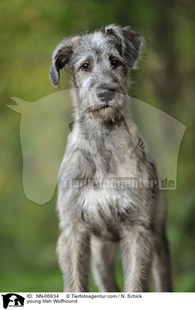 junger Irischer Wolfshund / young Irish Wolfhound / NN-06934