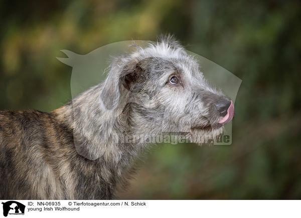 junger Irischer Wolfshund / young Irish Wolfhound / NN-06935